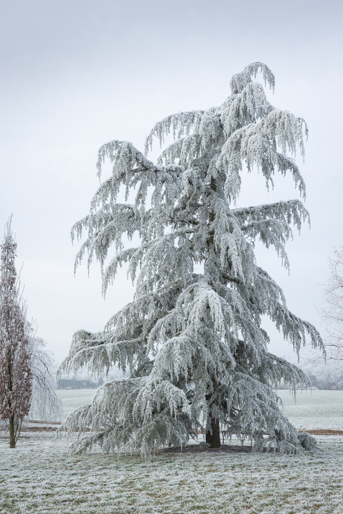 Cedrus deodara Unikat